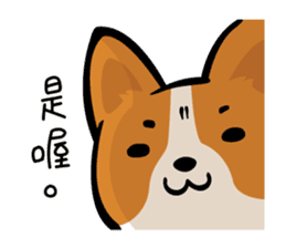 Corgi Dog KaKa - Daily Life sticker #8177401