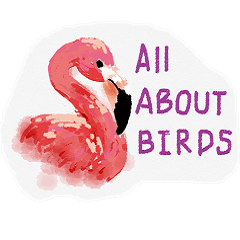 All about birds