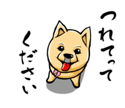 Pomeranian of Mame-shiba type hair style sticker #8186476