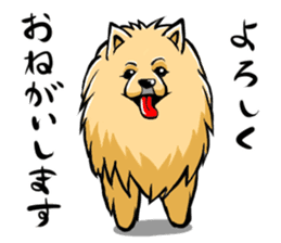 Pomeranian of Mame-shiba type hair style sticker #8186477