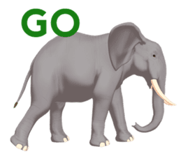 Elephant and Rhinoceros Sticker sticker #8199150