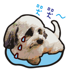 Hello , I'm "HOLD HOLD JAI JAI" sticker #8204722