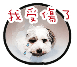 Hello , I'm "HOLD HOLD JAI JAI" sticker #8204725