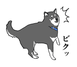 My Shiba inus are so cute. sticker #8212480