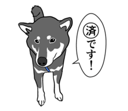 My Shiba inus are so cute. sticker #8212500