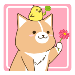 consideration Welsh Corgi vol.2