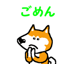 Shiba inu MOMO chan the third as well! 6 sticker #8242440
