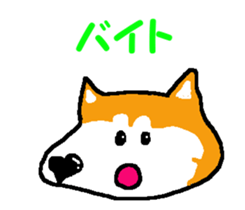 Shiba inu MOMO chan the third as well! 6 sticker #8242441