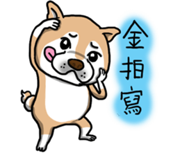 Shiba dog PanPan's normal life  3 sticker #8243426