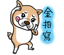 Shiba dog PanPan's normal life  3 sticker #8243426