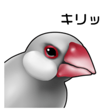 Rial Java sparrow sticker sticker #8250998
