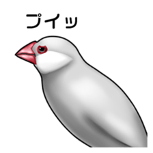 Rial Java sparrow sticker sticker #8250999