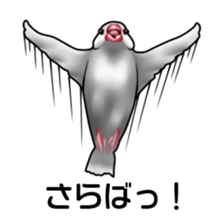 Rial Java sparrow sticker sticker #8251007