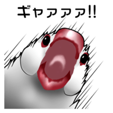 Rial Java sparrow sticker sticker #8251015