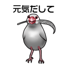 Rial Java sparrow sticker sticker #8251025