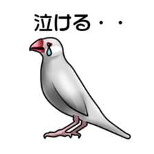 Rial Java sparrow sticker sticker #8251027