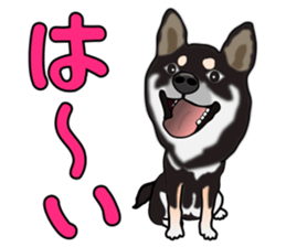 Kuroshibatchi sticker #8260979