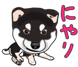 Kuroshibatchi sticker #8261011