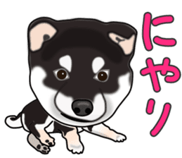Kuroshibatchi sticker #8261011
