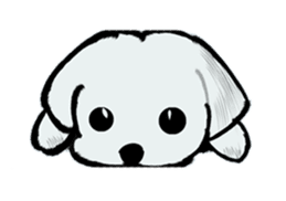 Maltese will not move sticker #8265844