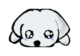 Maltese will not move sticker #8265869