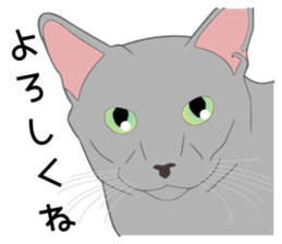 Greetings of realistic system cat sticker #8297560