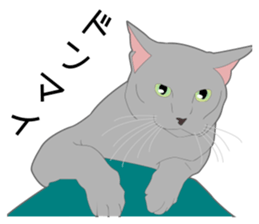 Greetings of realistic system cat sticker #8297561