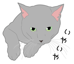 Greetings of realistic system cat sticker #8297575