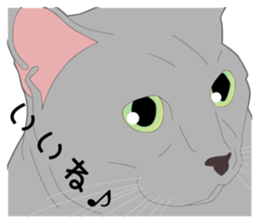 Greetings of realistic system cat sticker #8297583