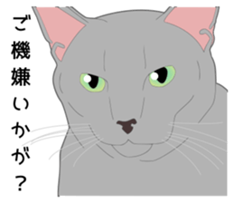 Greetings of realistic system cat sticker #8297589