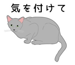 Greetings of realistic system cat sticker #8297594