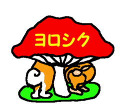 Shiba inu MOMO chan the third as well! 7 sticker #8300319