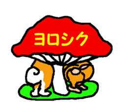 Shiba inu MOMO chan the third as well! 7 sticker #8300319