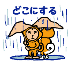 Shiba inu MOMO chan the third as well! 7 sticker #8300346