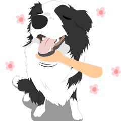 Border Collie Cute