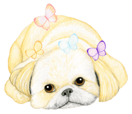 Shih Tzu Sticker ! sticker #8316307