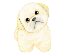 Shih Tzu Sticker ! sticker #8316316