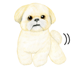 Shih Tzu Sticker ! sticker #8316328
