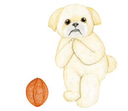 Shih Tzu Sticker ! sticker #8316330