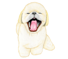 Shih Tzu Sticker ! sticker #8316332