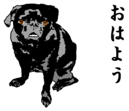 black pug stickers 2 sticker #8333548
