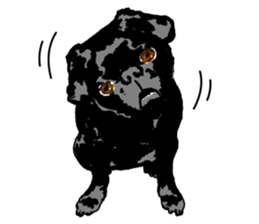 black pug stickers 2 sticker #8333551