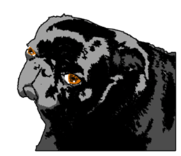 black pug stickers 2 sticker #8333553