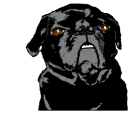 black pug stickers 2 sticker #8333554