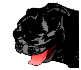 black pug stickers 2 sticker #8333558