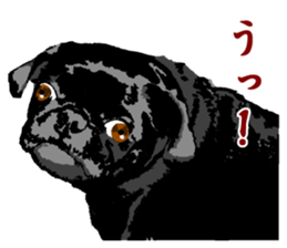 black pug stickers 2 sticker #8333559