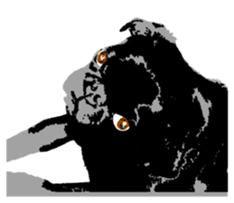 black pug stickers 2 sticker #8333563