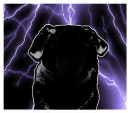black pug stickers 2 sticker #8333564