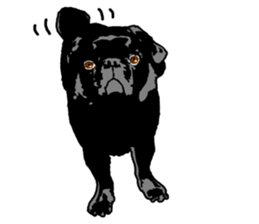 black pug stickers 2 sticker #8333568