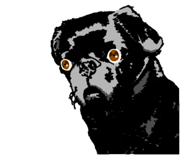 black pug stickers 2 sticker #8333579